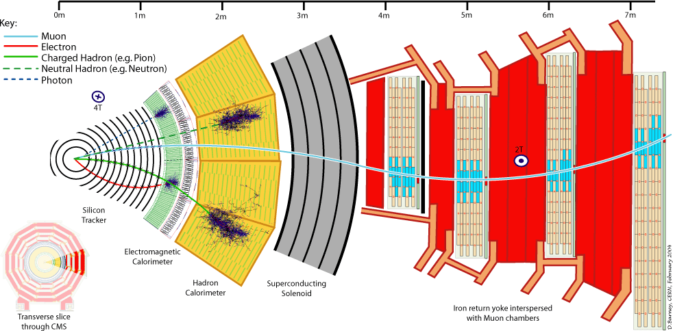 Transverse slice through CMS